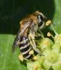 Colletes hederae